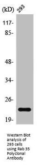 RAB35 Antibody