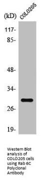 Rab 6C Polyclonal Antibody
