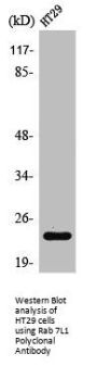 RAB29 Antibody