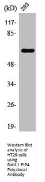 RAB11FIP4 Antibody