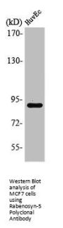 RBSN Antibody