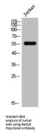 RAD18 Antibody