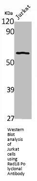 RAD18 Antibody