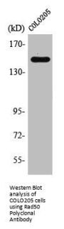RAD50 Antibody