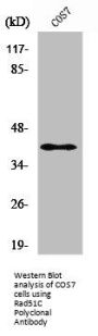 RAD51C Antibody