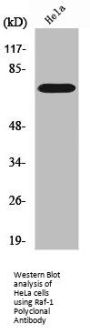 RAF1 Antibody