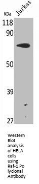 RAF1 Antibody