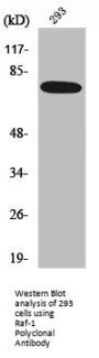 RAF1 Antibody