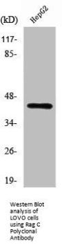 RRAGC Antibody