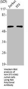 FRK Antibody