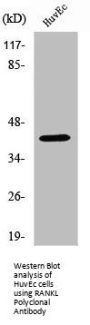 TNFSF11 Antibody