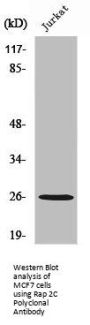 RAP2C Antibody