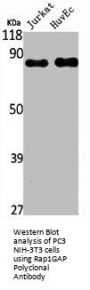RAP1GAP Antibody