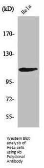 RB1 Antibody