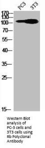 RB1 Antibody