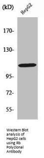 RB1 Antibody