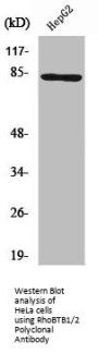 RHOBTB1/RHOBTB2 Antibody