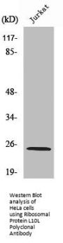 Ribosomal Protein L10L Polyclonal Antibody