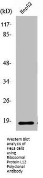 RPL12 Antibody