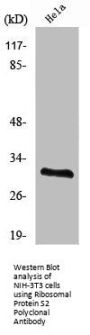 RPS2 Antibody