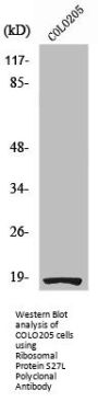 RPS27L Antibody
