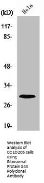 RPS4X Antibody