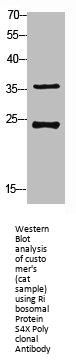 RPS4X Antibody