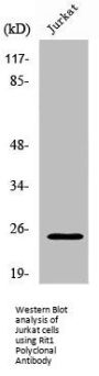 RIT1 Antibody