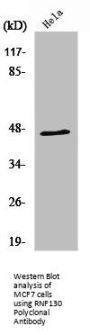 RNF130 Antibody