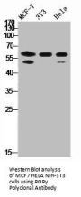 RORgamma Polyclonal Antibody