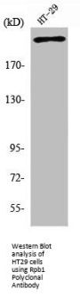 POLR2A Antibody