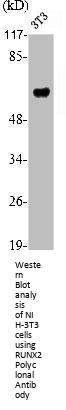 RUNX2 Antibody