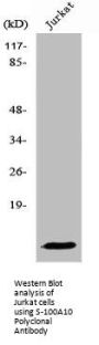 S100A10 Antibody