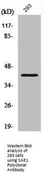 SAE1 Antibody