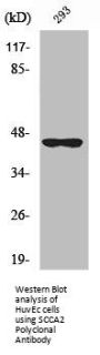 SERPINB4 Antibody