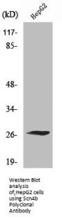 SCN4B Antibody