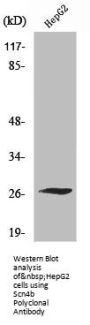 SCN4B Antibody