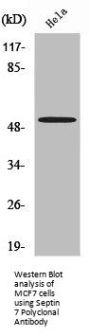 SEPT7 Antibody
