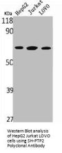 PTPN11 Antibody