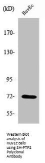 PTPN11 Antibody