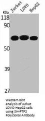 PTPN11 Antibody