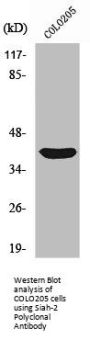 SIAH2 Antibody