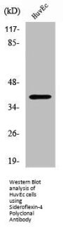SFXN4 Antibody