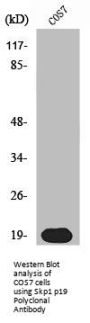 SKP1 Antibody