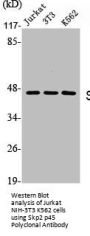 SKP2 Antibody