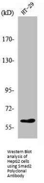 SMAD2 Antibody