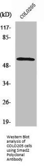 SMAD2 Antibody