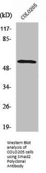 SMAD2 Antibody