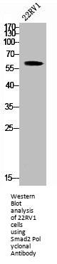 SMAD2 Antibody