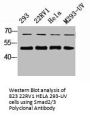 SMAD2/SMAD3 Antibody